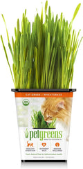 Pet Greens Organic Cat Grass