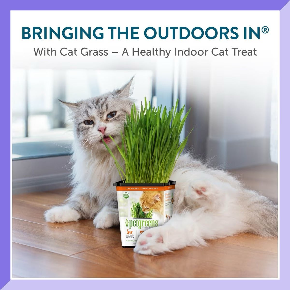 Pet Greens Organic Cat Grass