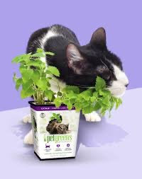 Pet Greens All Natural Live Catnip