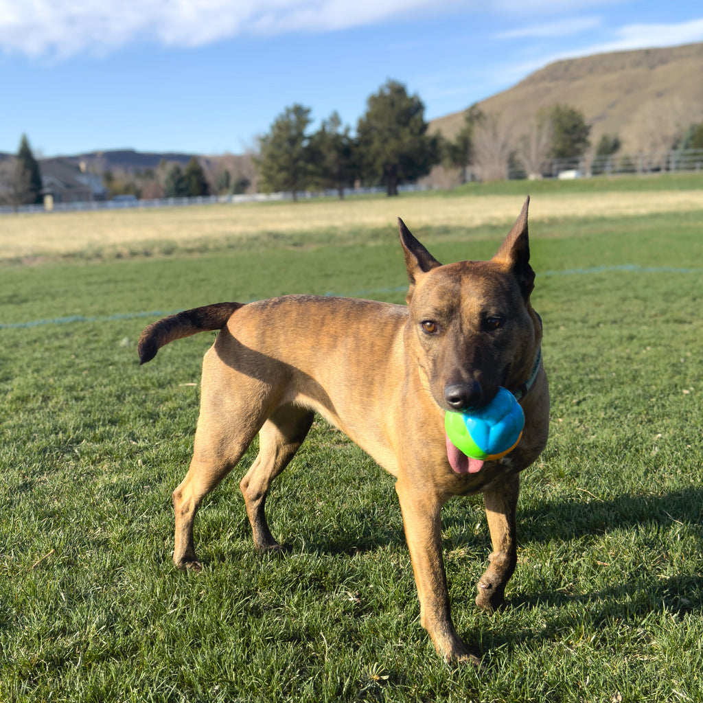 Kong Twistz High-Viz Ball Large