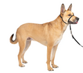 Petsafe Gentle Leader® Headcollar, No-Pull Dog Collar Black Medium