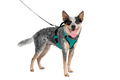 Petsafe Easysport Harness Teal Md
